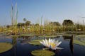 Nenuphars couvrant la  surface de l'eau dans le Delta de l'Okavango.
(Nymphaea nouchali)
Botswana
 5 etoiles 
 Africa 
 Afrique 
 Botswana 
 Camp 
 Delta 
 Delta Camp 
 eau 
 eau douce 
 experience 
 feuilles 
 fleurs 
 flood 
 Kalahari 
 Lilies 
 Lily 
 nature 
 Nenuphar 
 OKavango 
 Okavango 
 paysage 
 photo 
 photography 
 safari 
 safari photo 
 sauvage 
 scenery 
 voyage 
 water 
 waterlilies 
 waterlily 
 wetland 