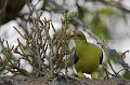 Pigeon vert en train de manger des fruits du Figuier étrangleur dans un arbre, à 15 mètres de hauteur. Cela faisait des années que je voulais réaliser cette image, très difficile dans le Delta de l' Okavango... C'est fait ! Affût dans un arbre à 10-15 mètres de hauteur.
Boitier Canon EOS 1D Mk III, téléobjectif Canon 500 mm F:4 L IS + converter x 1,4. Trépied.   
200 ISO, 1/200 sec,  F:5,6 
(Treron calva)
Delta de l'Okavango. Botswana. Africa 
 Africain 
 African 
 Afrique 
 animaux 
 arbre 
 aride 
 bird 
 Botswana 
 calva 
 Delta 
 desert 
 dry 
 eau 
 eau douce 
 faune 
 green 
 Kalahari 
 nature 
 oiseau 
 Okavango 
 pigeon 
 safari 
 safari photo 
 sauvage 
 tree 
 Treron 
 vert 
 voyage 
 water 
 wetland 
Treron
pigeon vert
Green Pigeon
Okavango Delta
Canon
Camera
photo
picture
hide
tree
fig tree
ficus
fruits
eating
manger
figuier
figuier étrangleur
dissémination
graines
biodiviersity
biodiversity

 Wilderness 