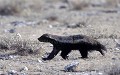 Ratel surpris durant journée.
(Mellivora capensis)
Parc National d'Etosha.
Namibie. Ratel 
 journée 
 Honey 
 Badger 
 Day Time 
 running 
 courrir 
 agressif 
 baireau 
 féroce 
 Mellivora 
 capensis 
 agressive 
 strong 
 tought 
 fort 
 costeau 
 peur de rien 
 griffes 
 animal 
 mammal 
 mammifere 
 Etosha 
 Namibia 
 Namibie 
 Africa 
 Afrique 
 Parc 
 National 
 Park 
 noir 
 miel 
 mangeur 
 prédateur 
 predator 