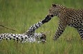 Femelle léopard en train de jouer avec son jeune en lui tendant la patte. La jeune femelle va bientôt quitter sa mère.
(Panthera pardus)
Botswana

NB : Pour partir faire un safari photo de rêve au Botswana avec le photographe Christophe Courteau,  cliquez sur "contact" et demandez le programme ! Africa 
 africain 
 african 
 Afrique 
 animal 
 arbre 
 cat 
 chasseur 
 common 
 commun 
 craintif 
 Delta 
 efficient 
 elusive 
 felin 
 hunter 
 Kwando 
 Kwara 
 Leopard 
 mammal 
 mammifere 
 nocturnal 
 nocturne 
 Okavango 
 Panthera 
 Panthera pardus 
 pardus 
 predateur 
 predator 
 secretive 
 solitaire 
 solitary 
 spot 
 spotted 
 taches 