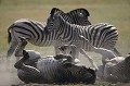 Zebres de Burchell, étalons en train de jouer dans la poussière en pleine chaleur.
Delta de l'Okavango. 
(Equus burchelli)
Botswana.

NB : Pour partir faire un safari photo de rêve au Botswana avec le photographe Christophe Courteau,  cliquez sur "contact" et demandez le programme ! action 
 Africa 
 Afrique 
 agressivite 
 bagarre 
 Botswana 
 Burchell 
 chalenging 
 chaleur 
 coup 
 delta 
 dust 
 equide 
 Equidea 
 Equus burchelli 
 fight 
 heat 
 herd 
 journeÌe 
 kicking 
 male 
 mammal 
 mammifere 
 Okavango 
 pattes 
 poussiere 
 rayure 
 troupeau 
 wild 
 zebre 
dust,
challenging,
bath,
bain,


 