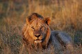 Lion male dans la lumière du soir au coucher du soleil.
(Panthera leo)
Okavango Delta. Botswana.
--- 

NB : Pour partir faire un safari photo de rêve au Botswana, guidé par le photographe Christophe Courteau, cliquez sur le bouton "Contact" en haut à droite du site et... demandez le programme ! Botswana 
 Afrique 
 lion 
male
 nuit 
 nocturne 
lumiere
photo
Panthera
leo
puissance
regard
yeux
criniere,
roi
jungle
animaux
couché
safari
predateur
big five
Okavango
Delta
Felin
Botswana
Afrique
mammifere
 