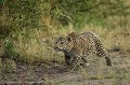 Jeune leopard en train de chasser juste après un orage.
(Panthera pardus)
OKavango Delta.
Botswana Africa 
 africain 
 african 
 Afrique 
 animal 
 animaux 
 apprendre 
 arbre 
 aride 
 Botswana 
 cat 
 chasse 
 chasseur 
 common 
 commun 
 craintif 
 cub 
 Delta 
 desert 
 dry 
 eau 
 eau douce 
 efficient 
 elusive 
 faune 
 felin 
 hunter 
 jeune 
 Kalahari 
 learning 
 Leopard 
 mammal 
 mammifere 
 mouille 
 nature 
 nocturnal 
 nocturne 
 Okavango 
 orage 
 Panthera 
 Panthera pardus 
 pardus 
 pluie 
 predateur 
 predator 
 rain 
 safari 
 safari photo 
 saison 
 sauvage 
 season 
 secretive 
 showers 
 solitaire 
 solitary 
 spot 
 spotted 
 staling 
 taches 
 tunderstorm 
 voyage 
 water 
 wet 
 wetland 
 Wilderness 
 young 