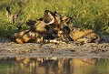 Lycaons. Meute composee de 22 individus. 
En Avril, ils étaient 14, deux femelles étaient pleines. Elles ont eu leurs jeunes en Mai. Puis en Novembre quand je suis revenu, ils étaient 22 au total ! Une meute extrêmement active avec laquelle j'ai passé plus de 10 jours consécutifs, GPS à la main! Le dernier matin, ils ont parcouru 19 km avant de se reposer un peu, puis repartir en fin d'après midi... C'est là où je les ai laissés.... Ils retournaient sur Kwai...
Vous avez noté la dentition... Le Lycaon n'est pas herbivore...
De ce séjour au Botswana consacré aux Lycaons, je ramène rien moins qu'une première mondiale... Alors RDV dans quelques semaines et/ou quelques mois pour les publications qui vont en découler... En attendant, chut ! :o) 



 African Wild Dog 
 Afrique au 
 bush 
 chasseur 
 dents 
 ii 
 Kwando 
 Linyanti 
 Lycaon 
 Lycaon pictus 
 mammal 
 mammifere 
 predateur 
 predator 
 teeth 
 Wild Dog 