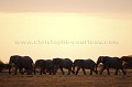 Troupeau d'elephants au coucher du soleil dans le desert du Kalahari. 
Nxai Pan National Park.
(Loxodonta africana)
Botswana Africa 
 africana 
 Afrique 
 aride 
 Botswana 
 coucher 
 deÌbut 
 desert 
 Desert 
 dry 
 Elephant 
 herd 
 Kalahari 
 light 
 Loxodonta 
 lumiere 
 mammal 
 mammifere 
 novembre 
 Nxai 
 Pan 
 pluies 
 sable 
 saison 
 sand 
 sec 
 semi-desert 
 silhouette 
 soir 
 soleil 
 sun 
 sunset 
 troupeau 