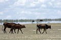 Mirage dans le Central Kalahari dû à  la chaleur au sol, plus de 40 °C. Silhouettes de bovins. Botswana.

 Africa 
 Afrique 
 aride 
 Botswana 
 Central 
 Deception 
 desert 
 dry 
 Game 
 Kalahari 
 Reserve 
 sable 
 sand 
 sec 
 semi-desert 
 Valley 
 optical 
 effect 
 effet 
 optique 
 deformation 
 illusion 
 heat 
 chaleur 
 bovin 
 cattle 
 silhouette 
 painting 
 photo 
 strange 