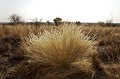 Kalahari Desert.
Deception Valley.
Septembre.
Botswana. Africa 
 Afrique 
 animaux 
 arid 
 aride 
 aridite 
 Botswana 
 brousse 
 bush 
 bushy 
 Central 
 chaleur 
 chaud 
 deception 
 desert 
 dry 
 epineux 
 faune 
 habitat 
 heat 
 Kalahari 
 landscape 
 nature 
 pays 
 paysage 
 safari 
 safari photo 
 sauvage 
 sec 
 temperature 
 thorny 
 valley 
 vegetation 
 voyage 
 Wilderness 