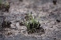 Touffe d'herbe brulée lors d'un feux de brousse et en train de repousser juste après les premières pluies. Mois de novembre. Désert du Kalahari. Makgadikgadi Pans National Park
Botswana. Africa 
 Afrique 
 aride 
 Botswana 
 desert 
 dry 
 Kalahari 
 Makgadikgadi 
 sable 
 sand 
 sec 
 semi-desert 
 pluie 
 herbe 
 grass 
 life 
 vie 
 vert 
 reverdir 
 brule 
 feux 
 brousse 
 evergreen 
 drops 
 rain 
 rainfall 
 averse 
 season 
 saison 
 November 
 Kalahari 
vie
revivre
 