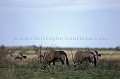 Oryx dans le désert du Kalahari au début de la saison des pluies, après les premières pluies. L'herbe verte repousse.
(Oryx gazella)
Makgadikgadi Pans National Park
Botswana. Africa 
 Afrique 
 aride 
 Botswana 
 Central 
 desert 
 dry 
 Game 
 Kalahari 
 Reserve 
 sable 
 sand 
 sec 
 semi-desert 
 Makgadikgadi 
 Game 
 Reserve 
 Park 
 National 
 animal 
 horns 
 sky 
 rain 
 rainfall 
 pluie 
 season 
 saison 
 ciel 
 Oryx 
 gazella 
 Gemsbok 
 green 
 vert 
 herbe 