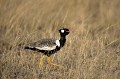 Outarde  à ventre noir.
(Eupodotis afra)
Nxai Pan National Park.
Kalahari Desert.
Botswana
 Africa 
 Afrique 
 aride 
 Botswana 
 deÌbut 
 desert 
 dry 
 Kalahari 
 novembre 
 pluies 
 sable 
 saison 
 sand 
 sec 
 semi-desert 
 Eupodotis afra 
 Outarde 
 black 
 korhaan 
Central
oiseau
bird
noir
ventre
black Korhaan
 