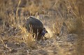 Deception Valley.
Central Kalahari Desert.
(Numida meleagris)
Botswana Africa 
 Afrique 
 animaux 
 aride 
 aridite 
 bird 
 Botswana 
 chaleur 
 chaud 
 deception 
 desert 
 dry 
 faune 
 foraging 
 fouiller 
 galinacea 
 gratter 
 Guineafowl 
 heat 
 Kalahari 
 meleagris 
 nature 
 Numida 
 oiseau 
 pays 
 pintade 
 safari 
 safari photo 
 sauvage 
 scratching 
 seeds 
 soil 
 sol 
 temperature 
 valley 
 voyage 
 Wilderness 
scrapping
 