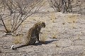 Léopard  en chasse dans le desert du Kalahari, dans la chaleur.
(Panthera pardus)
Deception Valley Private concession.
Kalahari Desert.
Botswana Africa 
 africain 
 african 
 Afrique 
 ambush 
 animal 
 animaux 
 arbre 
 arid 
 aride 
 aridite 
 big 
 Botswana 
 brousse 
 bush 
 cat 
 chaleur 
 chasse 
 chasser 
 chasseur 
 chaud 
 common 
 commun 
 craintif 
 deception 
 Deception 
 desert 
 dry 
 efficient 
 elusive 
 faune 
 felin 
 five 
 heat 
 hunter 
 hunting 
 Kalahari 
 Leopard 
 Lodge 
 male 
 mammal 
 mammifere 
 nature 
 nocturnal 
 nocturne 
 Panthera 
 Panthera pardus 
 pardus 
 pays 
 predateur 
 predator 
 safari 
 safari photo 
 sauvage 
 sec 
 secretive 
 solitaire 
 solitary 
 spot 
 spoted 
 spotted 
 stalk 
 stalking 
 taches 
 tachete 
 temperature 
 Valley 
 voyage 
 Wilderness 
stalking
steenbok
concession 