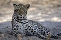 (Panthera pardus)
Deception Valley Private concession.
Kalahari Desert.
Botswana Africa 
 Afrique 
 animal 
 animaux 
 arid 
 aride 
 aridite 
 big 
 Botswana 
 brousse 
 bush 
 cat 
 chaleur 
 chaud 
 Deception 
 desert 
 dry 
 elusive 
 faune 
 felin 
 five 
 heat 
 Kalahari 
 Leopard 
 Lodge 
 male 
 mammal 
 mammifere 
 nature 
 Panthera 
 pardus 
 pays 
 predateur 
 predator 
 safari 
 safari photo 
 sauvage 
 sec 
 spoted 
 taches 
 tachete 
 temperature 
 Valley 
 voyage 
 Wilderness 
deception Valley
Concession
ombre
shade
cat
félin
 