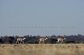 (Antidorcas marsupialis).
Pic de la saison sèche.
Deception Pan.
Central Kalahari Game Reserve.
Botswana. Botswana
Kalahari
Désert
Desert
dry
secheresse
sec
drought
Pan
plaine
sel
salt
salty
Central
Kalahari
Game Reserve
Afrique
Africa
mammal
mammifère
Springbok
Antidorca
marsupiallis
file
marcher
walking
déplacement
migration
route
trois
tree
antilope
antelope
 