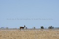 (Antidorcas marsupialis). Pic de la saison sèche. Deception Pan. Central Kalahari Game Reserve. Botswana Africa 
 Afrique 
 aride 
 Botswana 
 brousse 
 bush 
 desert 
 dry 
 Kalahari 
 sable 
 sand 
 sec 
 semi-desert 
Heat
chaleur
canicule
température
temperature
Antidorcas
marsupialis
Central
Deception
Pan
Kalahari
Desert
 