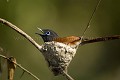 Tchitrec d'Afrique (mâle) sur son nid fragile dans des branches à l'ombre.
(Terpsiphone viridis)
Delta de l'Okavango au mois de noembre. Botswana.
 Afrique 
 oiseau 
 nicher 
 nid 
 queue 
 bec 
 oeil 
 plumes 
 Tchitrec 
 Africa 
 bird 
 nesting 
 nest 
 Flycatcher 
 tail 
 bill 
 eyes 
 Terpsiphone 
 viridis 