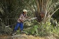 Récolte de Noix de Palme pour l'industrie de l'huile de Palme. Bornéo, Sabah. Malaisie.
Les plantations de palmiers à huile représentent un gigantesque business en Malaisie et Indonésie. 
Des centaines de milliers de gens dépendent maintenant exclusivement de cette industrie dévastatrice. Ils sont pris au piège et deviennent 100 % dépendants n'ayant plus de terre cultivables ni exploitables en élevage...
Et en plus, maintenant, on essaie de nous faire avaler que cette huile, cet eldorado industriel, va nous sauver de la pénurie de pétrole ... Et la biodiversité ? Et les ressources agricoles ? Et le développement durable ? Parce qu'une plantation de palmiers à huile ne dure que 30 ans. Après, les palmiers sont trop grands, trop hauts pour être récoltés sans danger, ils sont donc abattus, on repasse le bulldozer, on rebrûle et on replante... quoi ? des palmiers !?!....
 Asie 
 BorneÌo 
 Malaisie 
 Palmier 
 Sabah 
 agroalimentaire 
 commerce international 
 eÌquateur 
 huile 
 huile de palme 
 industrie 
 iÌ‚le 
 plantation 