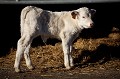 Jeune veau âgé de quelques jours seulement.
L'hiver, c'est aussi la saison des naissances dans les fermes... Les vaches mettent bas en ce moment, les petits veaux vont bientôt pouvoir gambader dans les prés au printemps... France,
bétail,
vache,
bovin,
ferme,
agriculture,
élevage,
veau,
blanc,
nouveau,
né,
hiver,
vêlage,
animal,
ferme,
campagne,
région,
saison,
janvier,
jeune,
bébé,
petit,
naitre,
mise bas,
race,
charolais,
 