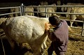 Mise bas - Naissance d'un veau à la ferme une nuit d'hiver.
 ferme,
agriculture,
veau,
vache,
élevage,
Charolais,
naissance,
mise bas,
parturition,
vêlage,
nuit,
France,
campagne,
country,
farm,
calf,
cow,
birth,
new,
born,
dorp,
cattle,

 