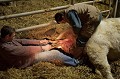 Vêlage, naissance d'un veau en pleine nuit à la ferme en hiver. ferme,
agriculture,
veau,
vache,
élevage,
Charolais,
naissance,
mise bas,
parturition,
vêlage,
nuit,
France,
campagne,
country,
farm,
calf,
cow,
birth,
new,
born,
dorp,
cattle,

 