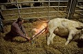 Vêlage en pleine nuit d'hiver dans une ferme française. ferme,
agriculture,
veau,
vache,
élevage,
Charolais,
naissance,
mise bas,
parturition,
vêlage,
nuit,
France,
campagne,
country,
farm,
calf,
cow,
birth,
new,
born,
dorp,
cattle,

 