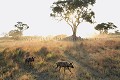 Meute de Lycaons le soir. Ces deux jeunes rejoignent le reste de la troupe pour la chasse.
(Lycaon pictus)
Nord du Delta de l'Okavano, Botswana.
 Afrique 
 mammifère 
 chien 
 sauvage 
 lycaon 
 pictus 
 prédateur 
 chiot 
 terrier 
 carnivore 
 canidé 
 jeux 
 Africa 
 mammal 
 Wild 
 Dog 
 predator 
 canid 
 endangered species 
 threatened 
 den 
 young 
 playing 