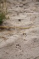 Empreintes de Lycaons sur le sable du desert du Kalahari, apreès la pluie. Delta de l'Okavango.
(Lycaon pictus).
Botswana Africa 
 African 
 Afrique 
 animal 
 animaux 
 aride 
 Botswana 
 canid 
 Canid 
 Canide 
 canide 
 chasseur 
 chien 
 chiot 
 courrir 
 Delta 
 desert 
 Dog 
 Dogs 
 dry 
 ears 
 eau 
 eau douce 
 empreinte 
 en danger 
 endangered 
 faune 
 feeding 
 foot 
 foot print 
 footprint 
 ground 
 groupe 
 hunter 
 hunting 
 jeune 
 Kalahari 
 lait 
 lodge 
 Lodge 
 Lycaon 
 Lycaon pictus 
 lycaons 
 mammal 
 mammifere 
 Mapula 
 meute 
 milk 
 nature 
 nourrir 
 Okavango 
 oreilles 
 pack 
 painted 
 peint 
 pictus 
 piste 
 pister 
 predateur 
 predator 
 print 
 puppy 
 rapide 
 running 
 sable 
 safari 
 safari photo 
 sand 
 sauvage 
 social 
 sol 
 spoor 
 suckling 
 tetee 
 trace 
 track 
 tracking 
 trail 
 voyage 
 water 
 wetland 
 Wild 
 Wild Dog 
 Wild Dogs 
 Wilderness 