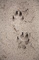 Empreintes de Lycaons sur le sable du desert du Kalahari, apres la pluie. Delta de l'Okavango. 
(Lycaon pictus).
Botswana Africa 
 African 
 Afrique 
 animal 
 animaux 
 aride 
 Botswana 
 canid 
 Canid 
 Canide 
 canide 
 chasseur 
 chien 
 chiot 
 courrir 
 Delta 
 desert 
 Dog 
 Dogs 
 dry 
 ears 
 eau 
 eau douce 
 empreinte 
 en danger 
 endangered 
 faune 
 feeding 
 foot 
 foot print 
 footprint 
 ground 
 groupe 
 hunter 
 hunting 
 jeune 
 Kalahari 
 lait 
 lodge 
 Lodge 
 Lycaon 
 Lycaon pictus 
 lycaons 
 mammal 
 mammifere 
 Mapula 
 meute 
 milk 
 nature 
 nourrir 
 Okavango 
 oreilles 
 pack 
 painted 
 peint 
 pictus 
 piste 
 pister 
 predateur 
 predator 
 print 
 puppy 
 rapide 
 running 
 sable 
 safari 
 safari photo 
 sand 
 sauvage 
 social 
 sol 
 spoor 
 suckling 
 tetee 
 trace 
 track 
 tracking 
 trail 
 voyage 
 water 
 wetland 
 Wild 
 Wild Dog 
 Wild Dogs 
 Wilderness 