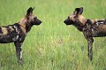 Meute de 22 lycaons dont 8 jeunes.
(Lycaons pictus)
Delta de l'Okavango.
Botswana
 Africa 
 Afrique 
 animal 
 Botswana 
 canid 
 canide 
 chasseur 
 chien 
 courrir 
 Delta 
 Dog 
 ears 
 en danger 
 endangered 
 hunter 
 Kwando 
 Kwara 
 Lycaon 
 Lycaon pictus 
 mammal 
 mammifere 
 meute 
 Okavango 
 oreilles 
 pack 
 painted 
 peint 
 predateur 
 predator 
 rapide 
 running 
 sauvage 
 social 
 Wild 
 Wild Dog 