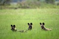 Meute de 22 lycaons dont 8 jeunes.
(Lycaons pictus)
Delta de l'Okavango.
Botswana
 Africa 
 Afrique 
 animal 
 Botswana 
 canid 
 canide 
 chasseur 
 chien 
 courrir 
 Delta 
 Dog 
 ears 
 en danger 
 endangered 
 hunter 
 Kwando 
 Kwara 
 Lycaon 
 Lycaon pictus 
 mammal 
 mammifere 
 meute 
 Okavango 
 oreilles 
 pack 
 painted 
 peint 
 predateur 
 predator 
 rapide 
 running 
 sauvage 
 social 
 Wild 
 Wild Dog 