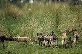 Meute de 22 lycaons dont 8 jeunes.
(Lycaons pictus)
Delta de l'Okavango.
Botswana
 Africa 
 Afrique 
 animal 
 Botswana 
 canid 
 canide 
 chasseur 
 chien 
 courrir 
 Delta 
 Dog 
 ears 
 en danger 
 endangered 
 hunter 
 Kwando 
 Kwara 
 Lycaon 
 Lycaon pictus 
 mammal 
 mammifere 
 meute 
 Okavango 
 oreilles 
 pack 
 painted 
 peint 
 predateur 
 predator 
 rapide 
 running 
 sauvage 
 social 
 Wild 
 Wild Dog 