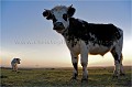 Vache normande. Baie du Mont Saint Michel.
Normandie. France. animal 
 Baie du Mont Saint Michel 
 bovideÌ 
 bovin 
 campagne 
 champ 
 elevage 
 ferme 
 France 
 mammifeÌ€re 
 Manche 
 normande 
 Normandie 
 patrimoine 
 paÌ‚turage 
 pays 
 preÌ 
 race 
 ruminant 
 vache 