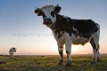 Vache normande. Baie du Mont Saint Michel.
Normandie. France. Baie 
 Baie du Mont Saint Michel 
 Bay 
 Bretagne 
 Brittany 
 France 
 Manche 
 Normandie 
 Normandy 
 animal 
 bovidé 
 bovin 
 campagne 
 champ 
 elevage 
 ferme 
 mammifère 
 mer 
 normande 
 patrimoine 
 pays 
 pré 
 pâturage 
 race 
 ruminant 
 sea 
 vache 