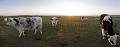 Vache normande. Baie du Mont Saint Michel.
Normandie. France.
Attention : Panorama numérique. 150 Mo. animal 
 Baie du Mont Saint Michel 
 bovidé 
 bovin 
 campagne 
 champ 
 elevage 
 ferme 
 France 
 mammifère 
 Manche 
 normande 
 Normandie 
 patrimoine 
 pâturage 
 pays 
 pré 
 race 
 ruminant 
 vache 