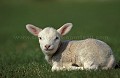 France mouton,
agneau,
nouveau,
né,
jeune,
bébé,
ferme,
campagne,
France,
herbe,
repos,
couché,
laine,
mignon,
blanc,
oreilles,
mars,
animal,
printemps,
naissance,
bétail,
Bretagne
 
