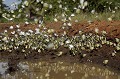 Papillons sur une piste africaine. Ils viennent boire dans les flaques d'eau rouge sur une piste  de latérite menant à la frontière avec la République Démocratique du Congo.

 butterfly 
 insect 
 insecte 
 National Park 
 nombreux 
 numerous 
 Ouganda 
 papillon 
 Parc National 
 piste 
 Queen Elizabeth 
 road 
 Road 
 route 
 Uganda 