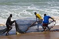 Pêcheurs au filet droit dans les vagues puissantes de l' Océan Atlantique, vidé de ses poissons par les chalutiers industriels Coréens, Chinois, Japonais, Russes... Ici, les filets sont déposés en mer en pirogue en pleine nuit et tirés à la main par une centaine d'hommes qui repartiront avec chacun 1,5 Kg de petits poissons. C'est tout ce qu'il reste au fond de l'océan sur cette côte d'Afrique de l'Ouest autrefois si poissonneuse. 
Amis pêcheurs de France, d'Espagne ou d'Italie, avant de bloquer les ports Européens pour demander une réduction sur le prix du gazole et continuer à vider l'océan jusqu'au dernier des poissons, va plutôt tirer sur cette corde qui arrache la peau des mains pour nourrir des familles de pêcheurs avec des poisson de 10 cm de long et totalement inmangeables. Les bonnes prises sont déjà congelées dans des chalutiers géants au large, en route pour l'Asie ou l'Europe...
  
 Afrique 
 Bénin 
 Grand Popo 
 Mono 
 hommes 
 océan 
 poisson 
 pêche 
 pêcheurs 
 vie quotidienne 