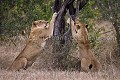 Lionnes se faisant les griffes le soir avant de partir en chasse.
(Panthera leo)
South Africa. Africa 
 Afrique 
 Afrique du sud 
 Arifque 
 Nottens 
 Pirvate Game Reserve 
 Sabi Sand 
 South 
 South Africa 
 animal 
 leo 
 lion 
 lioness 
 lionne 
 nature 
 panthera 
 sharpening 
 griffes 
 claws 
 lion 
 lionne 
 lioness 
 sharpen 
 dusk 
 crepuscule 