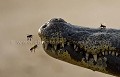 Détail de la gueule d'un caiman visité par des insectes sur une berge de rivière. Pantanal. Brésil.
(Caiman crocodilus)
Image recadrée.
 Amerique du sud 
 Brazil 
 Bresil 
 Caiman 
 Jacare 
 Pantanal 
 Piquiri 
 Rio 
 Sand 
 South America 
 bank 
 crocodilus 
 dents 
 guepes 
 hymenopteres 
 insectes 
 insects 
 plage 
 reptile 
 ridge 
 rive 
 river 
 river bank 
 riviere 
 rivière 
 teeth 
 voler 
 wetland 
 zone humide,
caiman,
reptile,
impassible,
insectes,
crocodilus,
espèces, 