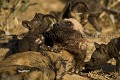 Lycaons, femelle dominante ALPHA et ses jeunes agés de 3 à 4 semaines. 
Cette meute, qui vit au nord ouest du Delta de l'Okavango, au Botswana, vient d'avoir sa troisième portée en seulement un an. L'histoire de cette meute est particulière puisque ces jeunes chiots, au nombre de 13, appartiennent à la troisième génération de jeunes et sont élevés conjointement par les adultes et les jeunes de l'an passé.
(Lycaon pictus).
Botswana Africa 
 African Wild Dog 
 Afrique 
 Afrique australe 
 Delta 
 Kwando 
 Lycaon 
 Lycaon pictus 
 Mapula 
 Okavango 
 Pack 
 Southern Africa 
 Wetland 
 Wild Dog 
 Wilderness 
 bush 
 chasseur 
 chien 
 chien peint 
 chien sauvage 
 chiots 
 danger 
 den 
 denning 
 endangered species 
 espece en danger 
 jeunes 
 mammal 
 mammifere 
 menace 
 meute 
 poppies 
 poppy 
 predateur 
 predator 
 sauvage 
 terrier 
 zone humide 