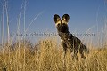 Lycaon pris au grand angle : 24 mm, depuis le sol. Botswana.
(Lycaon pictus)
 Lycaon,
Wild,
Dog,
African,
pictus,
Botswana,
faune,
fauna,
predator,
prédateur, 
chien,
sauvage,
Africain,
mammifère,
mammal,
Dog,
Kalahari,
Okavango,
Botswana,
Africa,
grand angle,
objectif,
photo,
curieux,
 