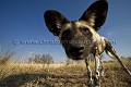 Lycaon pris au grand angle : 17 mm, depuis le sol. Botswana. (Lycaon pictus)
 Lycaon,
pictus,
Wild,
dog,
African,
Africain,
chien,
African,
Africa,
Afrique,
mammifère,
mammal,
predator,
prédateur,
grand-angle,
photo,
angle,
wide,
angle,
photo,
Botswana,
Kalahari,
OKavango,
curieux,
tête,
drôle,
marrant,
 