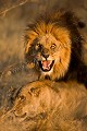 Accouplement de lions à crinière noire du Kalahari. Botswana.
Désert du Central Kalahari. 
(Panthera leo)
Après des années de malchance avec les lions du désert du Kalahari, la persévérance a fini par payer... et même au-delà de mes espérances avec cette nouvelle 
série d'images...
 Lion,
Panthera,
leo,
Kalahari,
Botswana,
Central,
désert,
désert,
Afrique,
Africa,
cat,
félin,
predator,
project,
projet,
prédateur,
Grassland,
Bushman,
Footsteps,
Samson,
crinière,
noire,
black,
mane,
manned,
mating,
accouplement,
grimace,
violence,
sex,
reproduction,
couple,
amour,
photo,
luimère, 
soir,
 