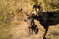 Lycaon, femelle ALPHA avec un des ses jeunes dans la gueule, elle le ramène "manu militari" vers le terrier d'où il s'était un peu trop éloigné avec ses frères et soeurs...
(Lycaon pictus)
Nord Ouest du Delta de l'Okavango. Botswana. Lycaon,
pictus,
African,
Wild,
Dog,
chien,
sauvage,
Africain,
mammal,
mammfère,
canidé,
canid,
gueule, 
mère,
femelle,
alpha,
dominante, 
meute,
pack, 
dominant,
female,
mouth,
jeune,
chiot,
puppy,
pups,
petit,
bébé,
Okavango,
Delta,
Botswana,
Afrique,
chien, 
sauvage,
African,
Wild,
Dog,
 