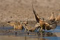 Gangas de Burchell vennant boire au point d'eau le matin dans le désert du Kalahari. 
(Pterocles burchelli). Central Kalahari. Botswana.
 Pterocles burchelli,
oiseau,
ganga,
eau,
point,
trou,
boire,
Burchell,
Burchelli,
Central,
Kalahari,
sandgrouse,
Botswana,
Afrique,
Africa,
Africain,
bird,
desert,
désert,
Grassland,
 