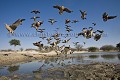 Gangas de Burchell au point d'eau dans le désert du Kalahari. Saison sèche, hiver.
Un jour le fondateur d'une agence de voyages bien connue, en discutant du Kalahari, mes disait qu'à la saison sèche il n'y avait rien à voir dans le Kalahari... Ben voyons...  Ici, tous les matins, des dizaines de milliers de gangas de Burchell viennent boire entre 9h00 et 10h00...  Des nuages d'oiseaux... Le tout, c'est de connaitre l'endroit... !
(Pterocles burchelli)
Central Kalahari Desert.
Botswana. Botswana,
Afrique,
Africa,
bird,
oiseaux,
gangas,
Sandgrouse,
Burchell
Burchelli
Désert,
Pterocles,
désert,
Kalahari,
eau,
water,
point d'eau,
water hole,
boire,
drinking,
plumes,
feathers,
sponging, 
capilarité,
Grassland,
flock,
vol,
groupe,
nombre,
 