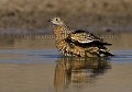 Gangas de Burchell venant boire au point d'eau le matin dans le désert du Kalahari. 
Les adultes viennent boire et charger les plumes ventrales en eau par capilarité, comme une éponge. De retour dans le désert, à plusieurs kilomètres de distance, les poussins pourront boire l'eau en pressant les plumes ventrales des parents dans leur bec.
(Pterocles burchelli). Central Kalahari. Botswana. Pterocles burchelli,
oiseau,
ganga,
eau,
point,
trou,
boire,
Burchell,
Burchelli,
Central,
Kalahari,
sandgrouse,
Botswana,
Afrique,
Africa,
Africain,
bird,
desert,
désert,
Grassland,
 