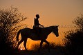 Bushman du désert du Kalahari au Botswana. Les derniers bushmen utilisent aussi les chevaux pour partir à la chasse et couvrir de plus grandes distances qu'à pied. Afrique 
 Africa 
 désert 
 desert 
 Botswana 
 gens 
 people 
 native 
 bushman 
 bushmen 
 Kalahari 
 traditionnal 
 tradition 
 diamont 
 diamants 
 brousse 
 bush 
 ADN 
 origine ,
cheval, 
horse,
monter,
chasse,
ride,
coucher,
soleil,
soir,
evening, 
sunset,
 