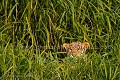 Christophe est encore au Brésil, et c'est par satellite qu'il poste cette première image d'un jaguar dans la lumière du soir, pris sur les rives de la rivière Cuiaba dans le Pantanal... Après un voyage au mois de juillet qui n'a pas été récompensé par la chance, septembre s'est avéré bien meilleur en terme d'opportunités. Par contre les lumières étaient différentes. 
D'autres images suivront, notamment des photos nocturnes.
MAIS, le jaguar reste un félin difficile. La chance joue un grand rôle ainsi que les conditions météo.
Sur une semaine passée au camp, nous avons observés 7 jaguars différents, dont 4 les deux premiers jours... 
Pour venir photographier avec moi le jaguar l'an prochain, réservez dès maintenant, j'ai déjà des clients et cette année, mes deux séjours ont été complets très rapidement. Contactez moi via le bouton "contact" en haut à droite de la page active. Jaguar,
cat,
félin,
Brazil, 
Brésil,
Pantanal,
Panthera,
onca,
onça,
palustris,
Cuiaba,
river, 
rivière,
rio,
trip,
photo,
photographic,
voyage,
Mato Grosso,
riverbank,
rives,
plages,
sable,
sand,
ridge,
bank,
Jaguar Research Center,
 