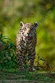 Jaguar dans le Pantanal. Brésil.
(Panthera onca palustris). Jaguar,
cat,
félin,
Brazil, 
Brésil,
Pantanal,
Panthera,
onca,
onça,
palustris,
Cuiaba,
river, 
rivière,
rio,
trip,
photo,
photographic,
voyage,
Mato Grosso,
riverbank,
rives,
plages,
sable,
sand,
ridge,
bank,
Jaguar Research Center,
 